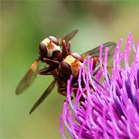 Dickkopffliege
