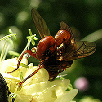 Dickkopffliege