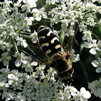 Großstirnschwebfliege