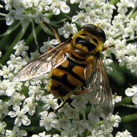 Totenkopfschwebfliege