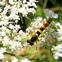 Gemeine Stiftschwebfliege