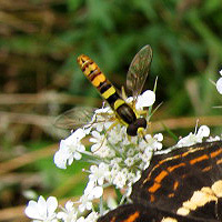 Gemeine Stiftschwebfliege