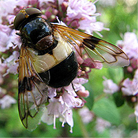 Gemeine Waldschwebfliege