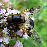 Gemeine Waldschwebfliege