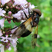 Gemeine Waldschwebfliege