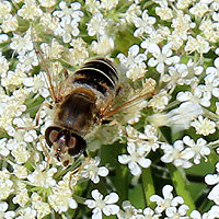 Keilfleckschwebfliege