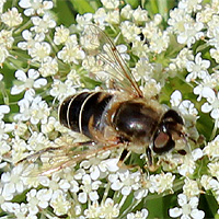 Keilfleckschwebfliege