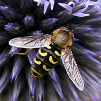 Mondfleckschwebfliege