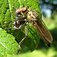 Raubfliege