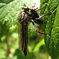 Raubfliege