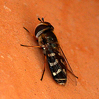 Großstirnschwebfliege