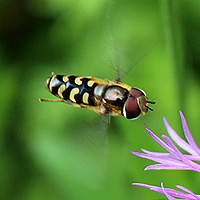 Mondfleckschwebfliege