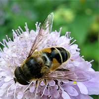 Keilfleckschwebfliege