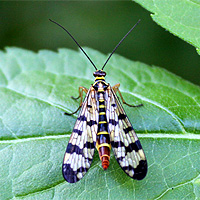 Skorpionsfliege
