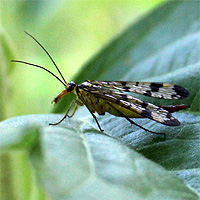 Skorpionsfliege