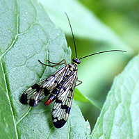 Skorpionsfliege
