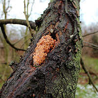 Reste einer Spechtmahlzeit