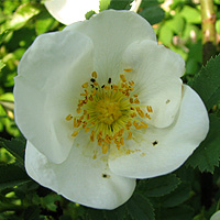Bibernellrose