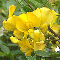 Gelber Blasenstrauch