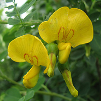 Gelber Blasenstrauch