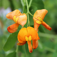 Orangefarbiger Blasenstrauch