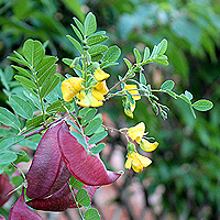 Gelber Blasenstrauch