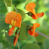 Orangefarbiger Blasenstrauch