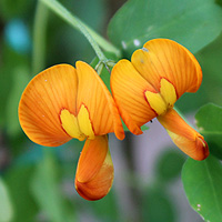 Orangefarbiger Blasenstrauch