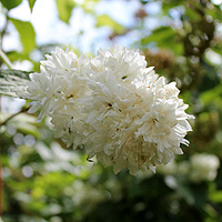 Hoher Sternchenstrauch