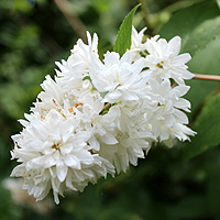 Hoher Sternchenstrauch