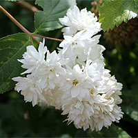 Hoher Sternchenstrauch