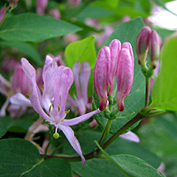 Tatarische Heckenkirsche