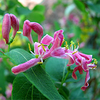 Tatarische Heckenkirsche