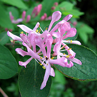 Tatarische Heckenkirsche