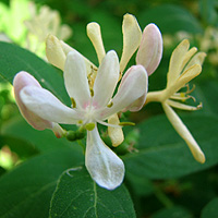 Tatarische Heckenkirsche