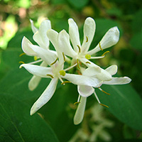 Tatarische Heckenkirsche