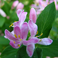 Tatarische Heckenkirsche