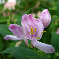 Tatarische Heckenkirsche