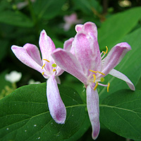 Tatarische Heckenkirsche