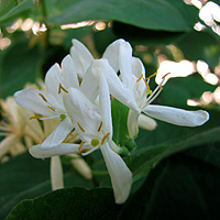 Tatarische Heckenkirsche