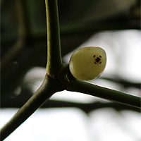Mistel