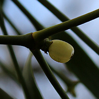 Mistel