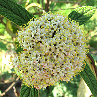 Runzelblttriger Schneeball