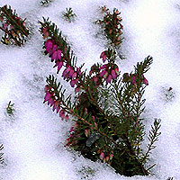 Schneeheide