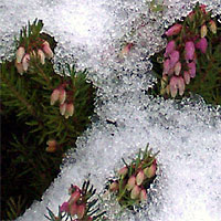Schneeheide