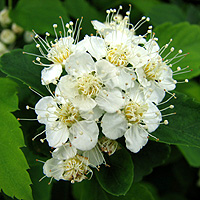 Gamander-Spierstrauch