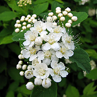 Gamander-Spierstrauch