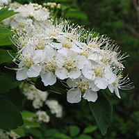 Gamander-Spierstrauch