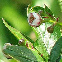 Spitzblttrige Strauchmispel