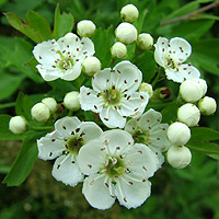 Eingriffeliger Weissdorn